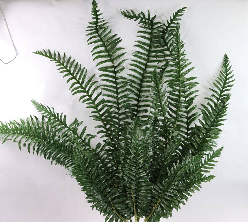 BOSTON FERN