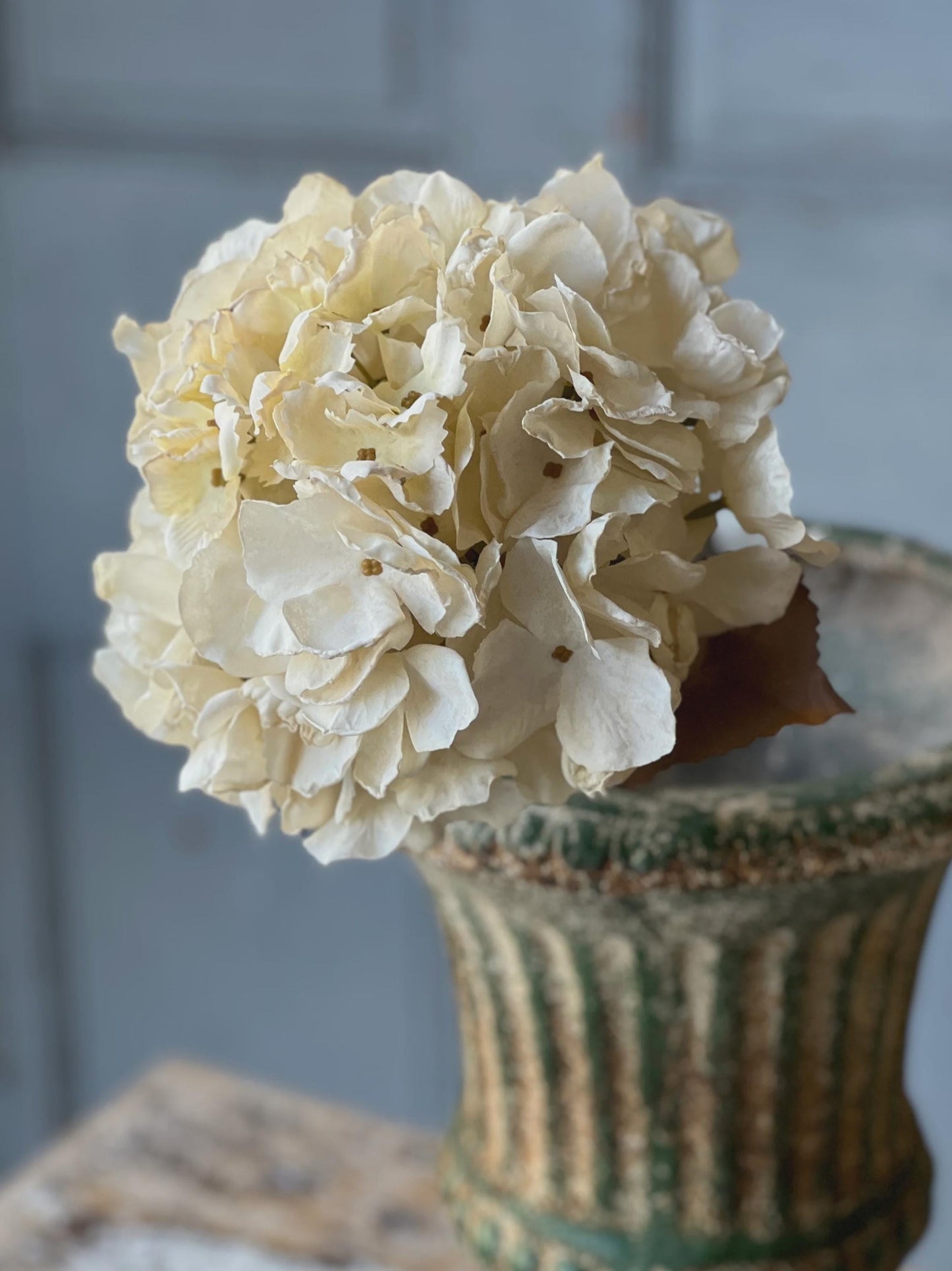Empire Hydrangea | 25" | Dream
