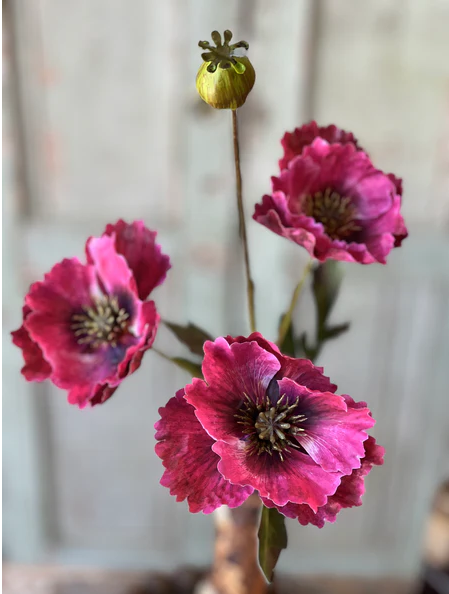 Winning Streak Poppy | 26.5" Beauty
