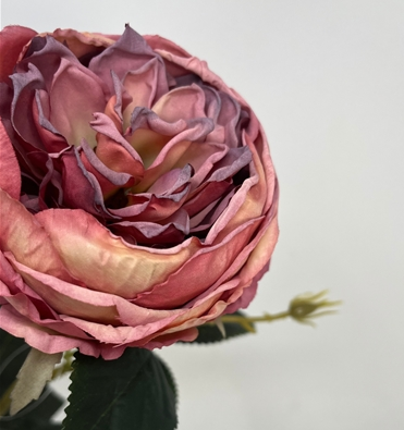 English Garden Mix Rose Bush x 9 - Mauve 17”