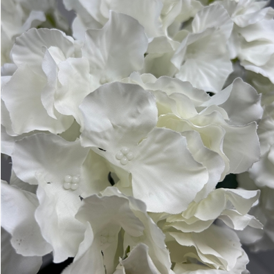 Cypress Hills Garden Hydrangea bush 19" Cream