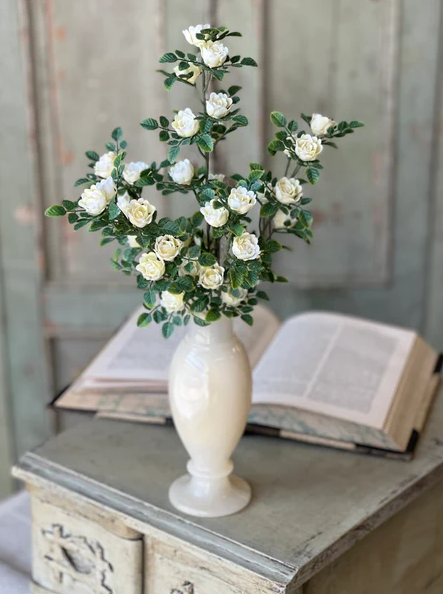 Calloway Rose Bush | 14.5" | Cream