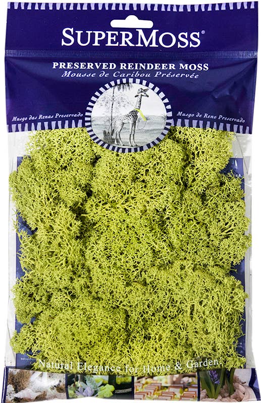Reindeer Moss Preserved 2oz bags