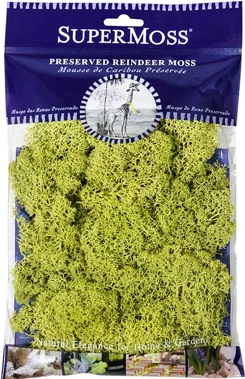 Reindeer Moss Preserved 2oz bags