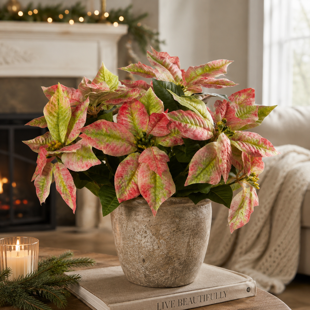 Grand Marbled Poinsettia Bush  | 21” Pink & Green