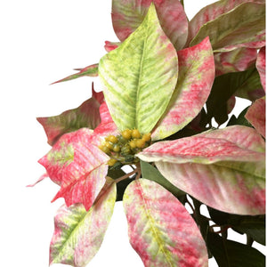 Grand Marbled Poinsettia Bush  | 21” Pink & Green