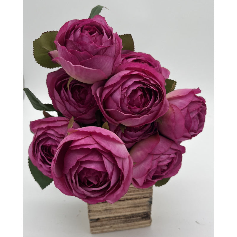 English garden rose