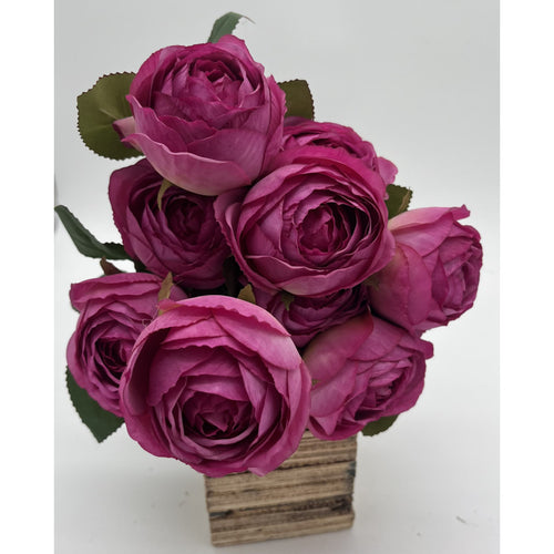 English garden rose