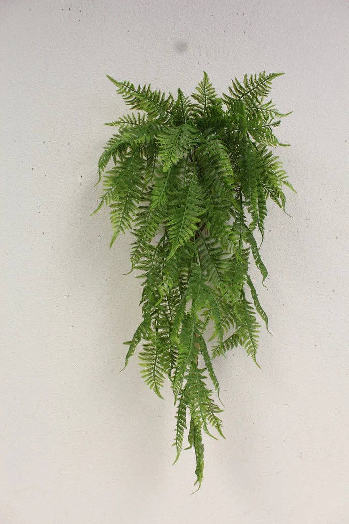 LEATHER FERN BUSH