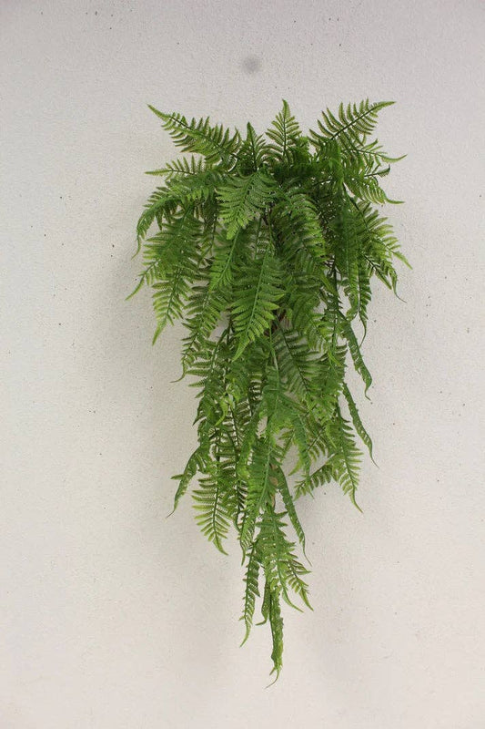 LEATHER FERN BUSH