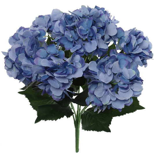 Midnight Blue Hydrangea Bush