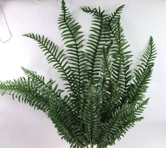 BOSTON FERN