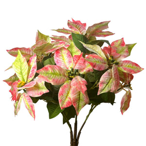Grand Marbled Poinsettia Bush  | 21” Pink & Green