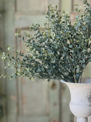 Baby's Twilight Candle  Bush | 14"