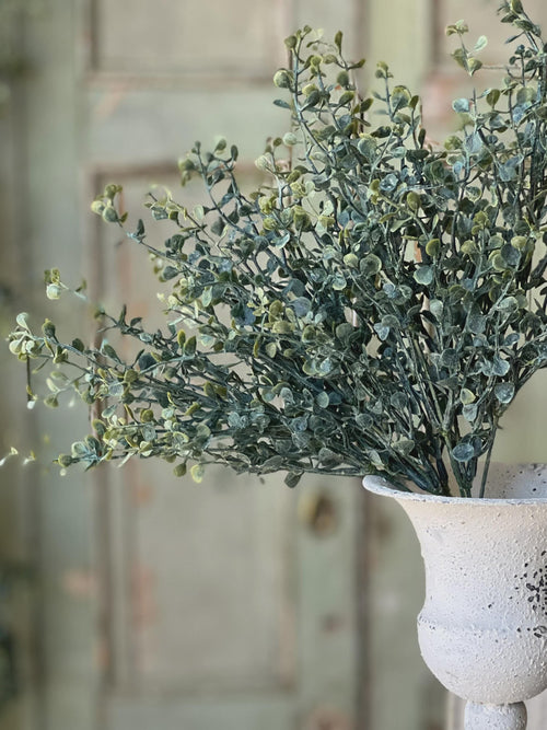 Baby's Twilight Candle  Bush | 14"