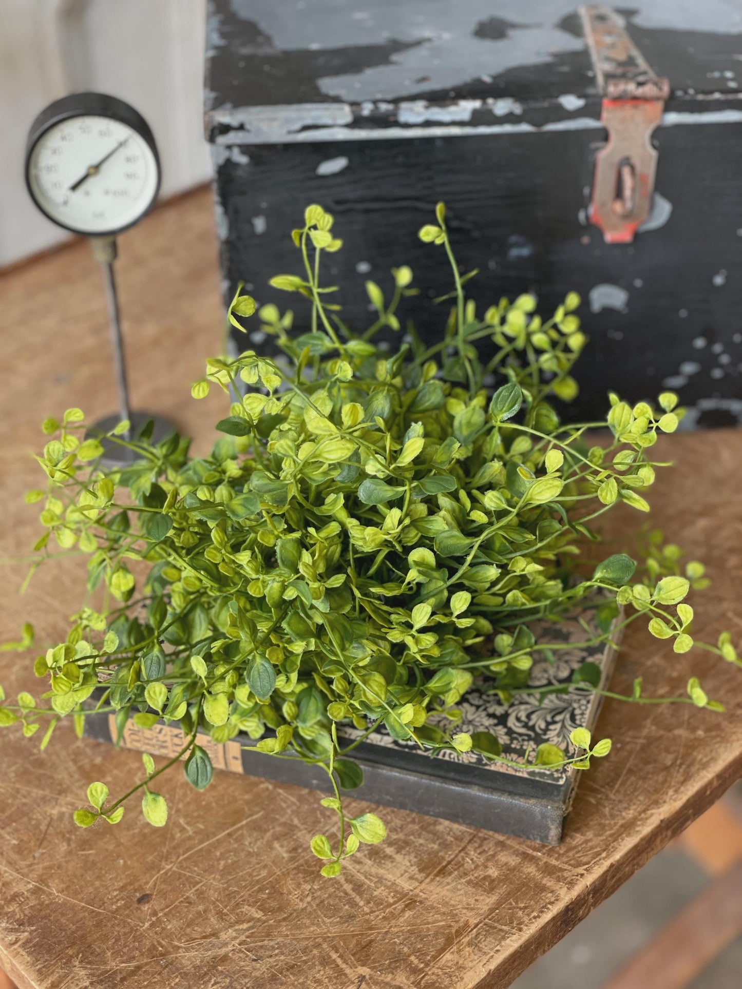 Bog Pimpernel Half Sphere | 12"