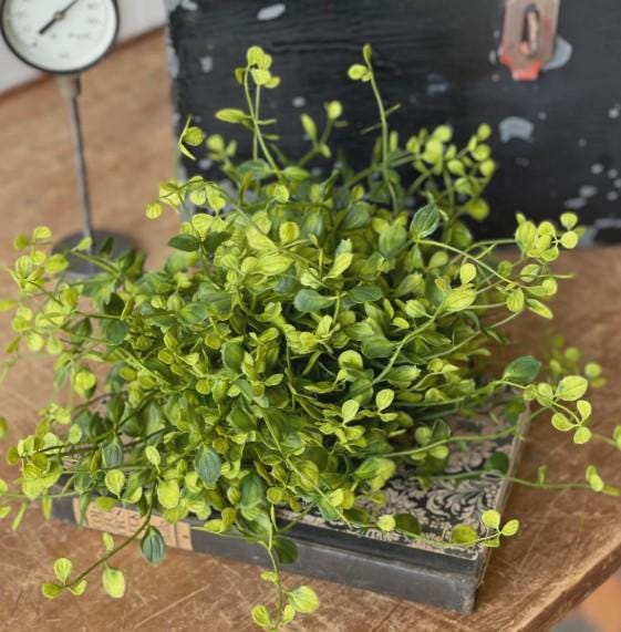 Bog Pimpernel Half Sphere | 12"