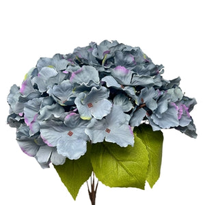 Autum Meadows Hydrangea Bush