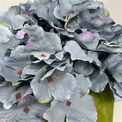 Autum Meadows Hydrangea Bush