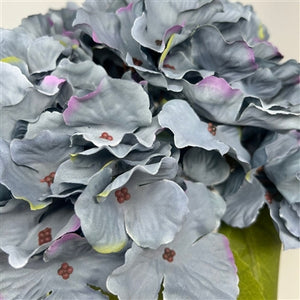 Autum Meadows Hydrangea Bush