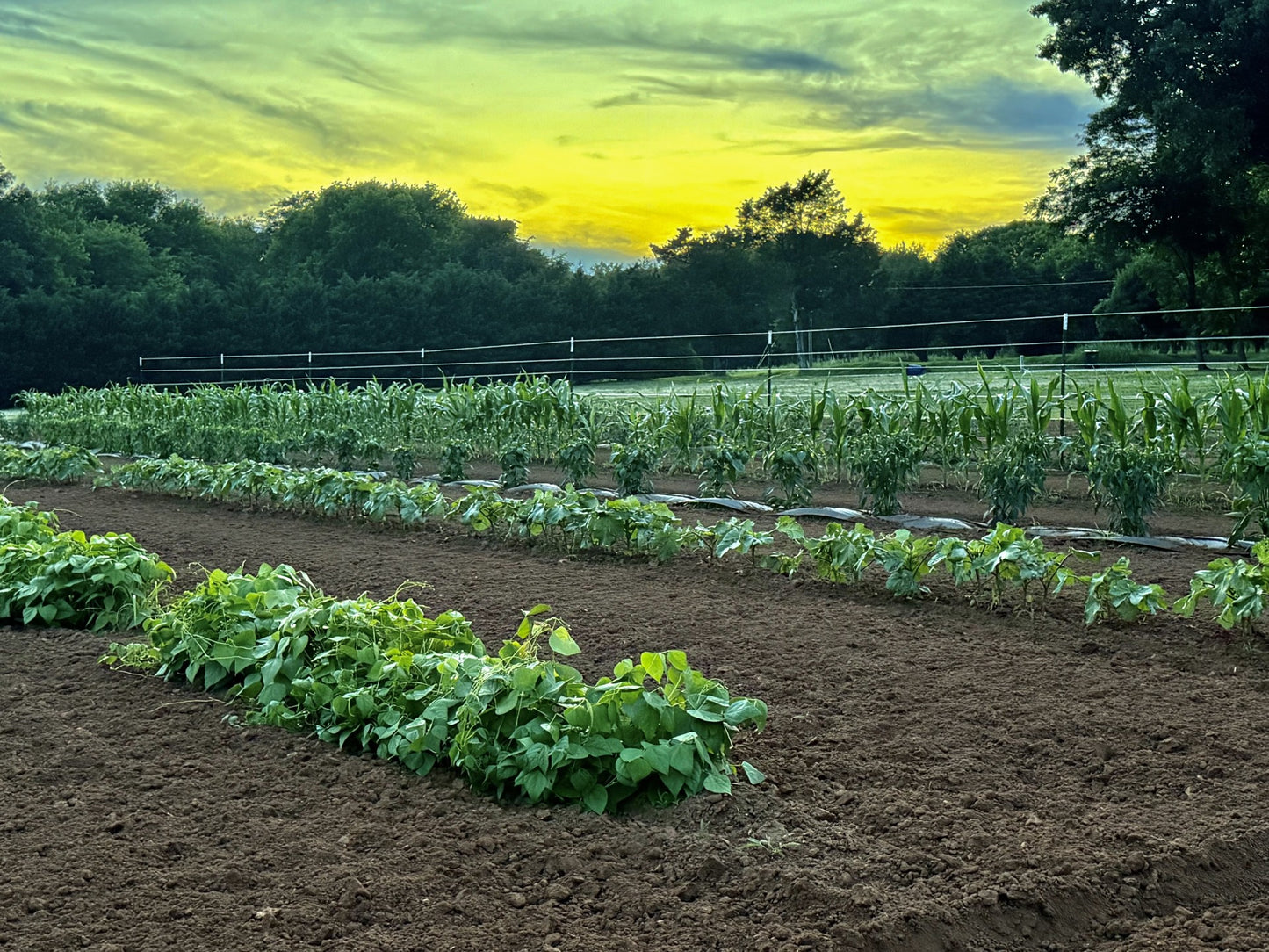 Matthew's Organic Farm Grown Produce