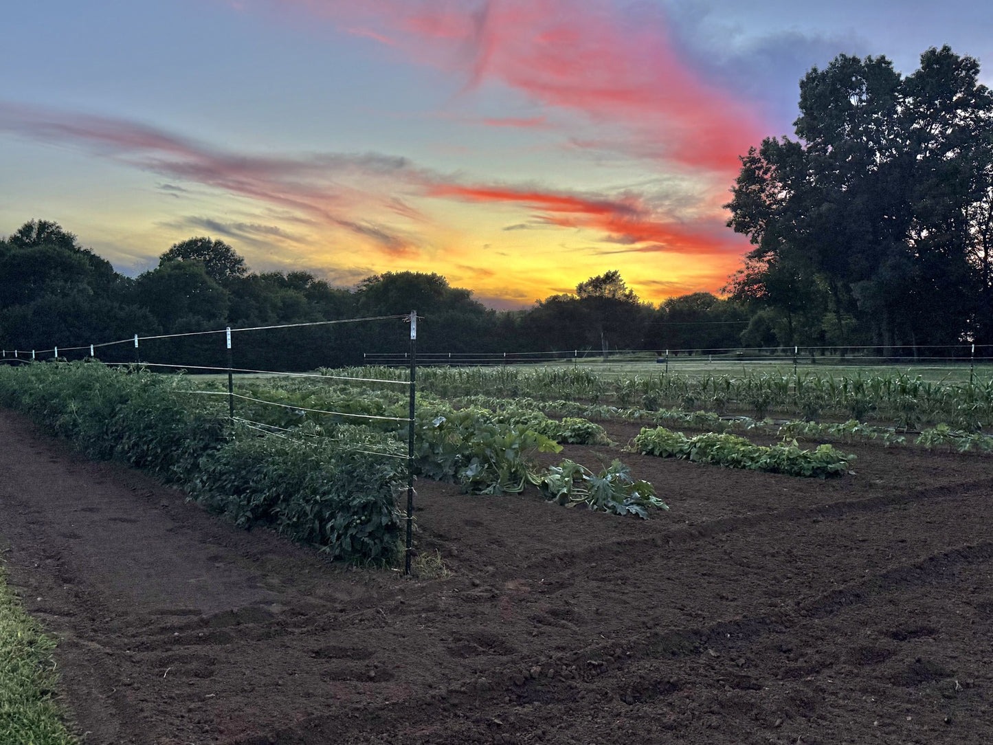 Matthew's Organic Farm Grown Produce