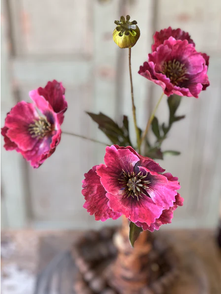 Winning Streak Poppy | 26.5" Beauty