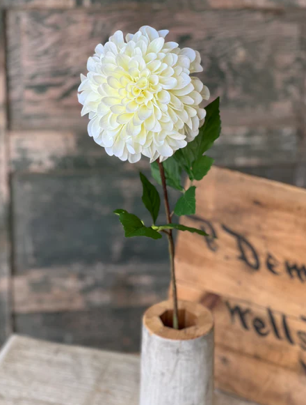 Celebrity Dahlia | 28" | Cream