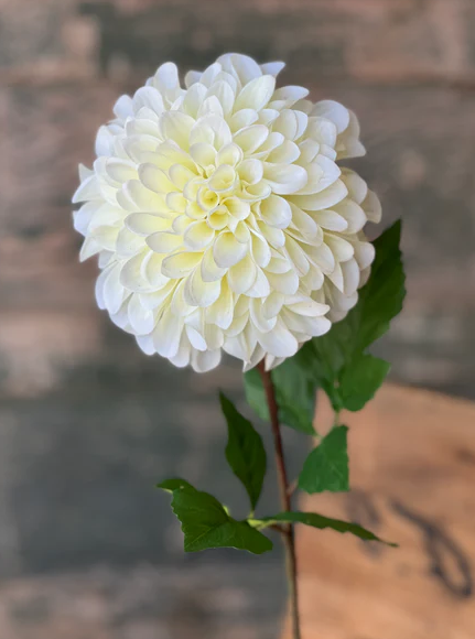 Celebrity Dahlia | 28" | Cream