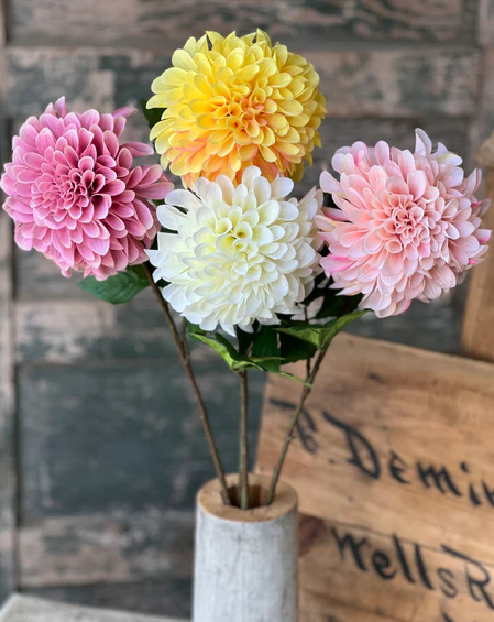Celebrity Dahlia | 28" | Cream