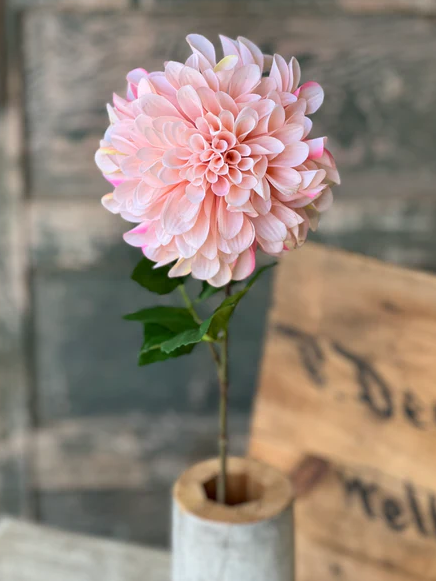 Celebrity Dahlia | 28" | Blush