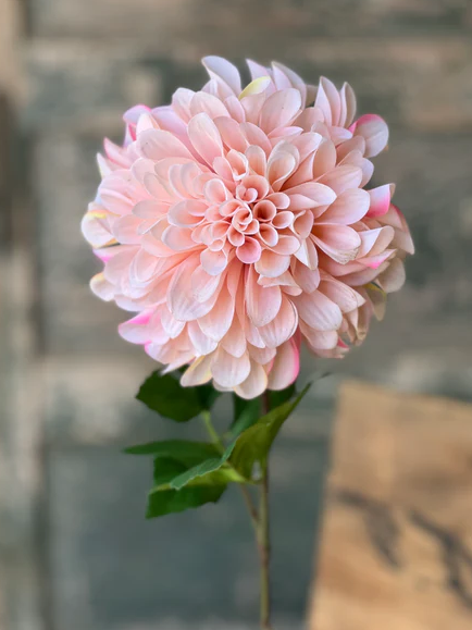 Celebrity Dahlia | 28" | Blush