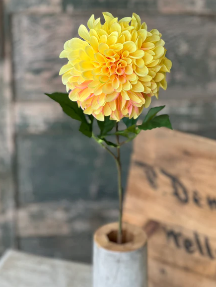 Celebrity Dahlia | 28" | Yellow