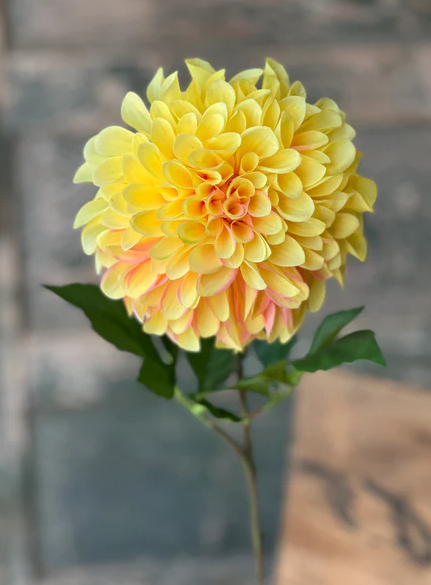 Celebrity Dahlia | 28" | Yellow