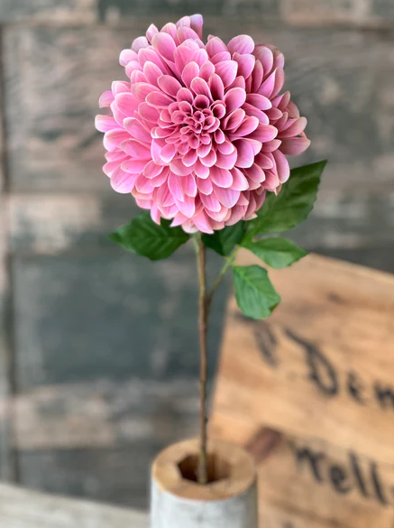 Celebrity Dahlia | 28" | Petal