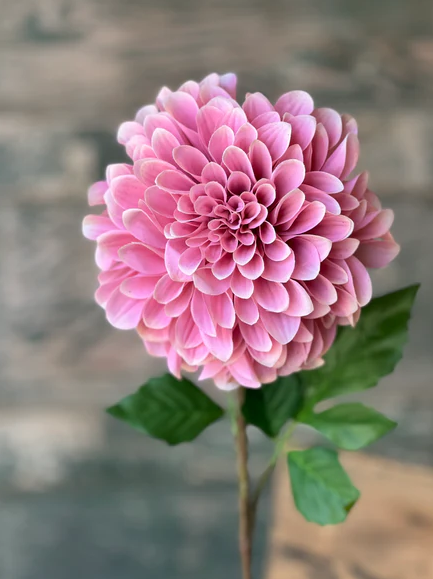 Celebrity Dahlia | 28" | Petal