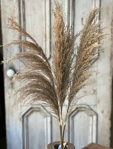 43" Hattie Pampas Bundle - Buff