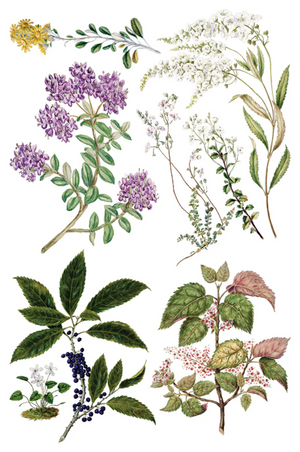 Sarah Featon’s Botanicals IOD Transfer 8x12 Pad™