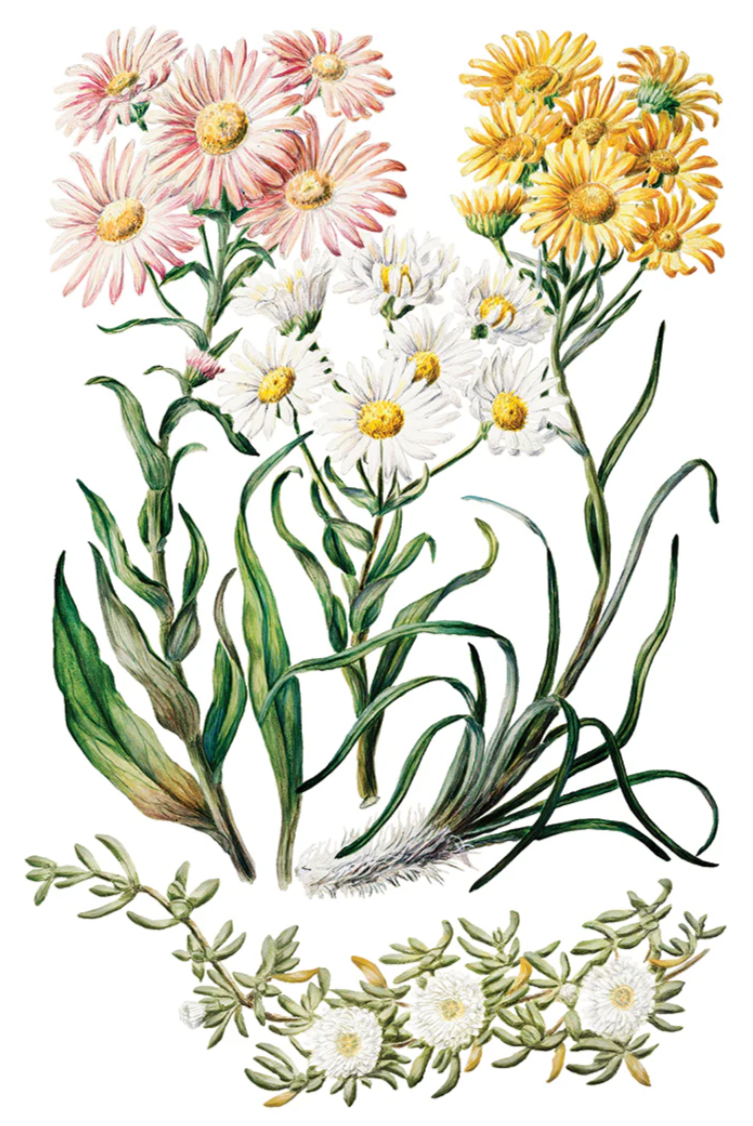 Sarah Featon’s Botanicals IOD Transfer 8x12 Pad™
