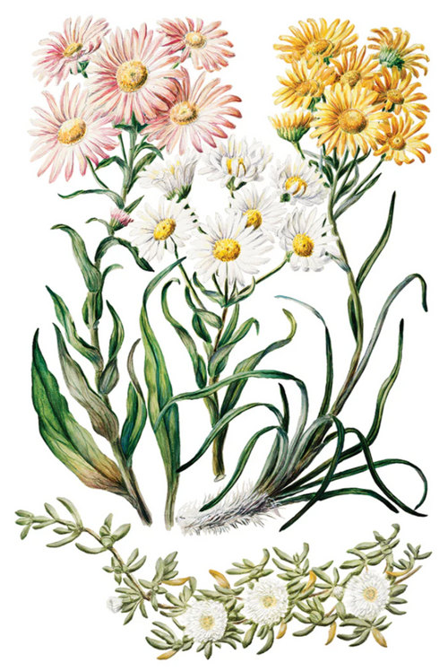 Sarah Featon’s Botanicals IOD Transfer 8x12 Pad™