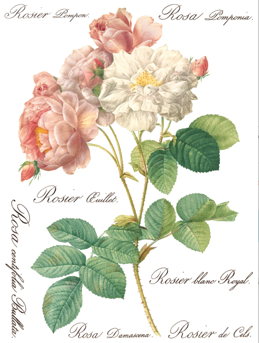 Rose Botanical IOD Transfer 12x16 Pad™