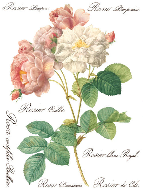 Rose Botanical IOD Transfer 12x16 Pad™