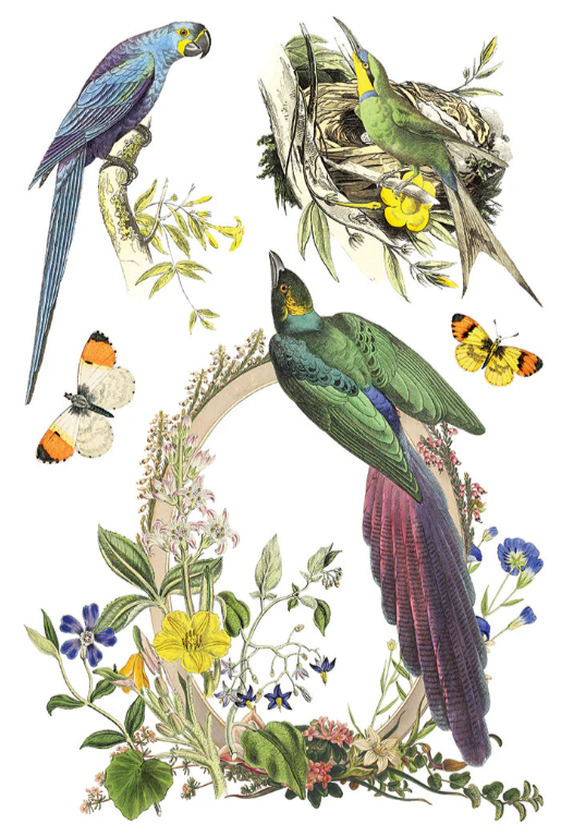 Flora Greca IOD Transfer 8x12 Pad™