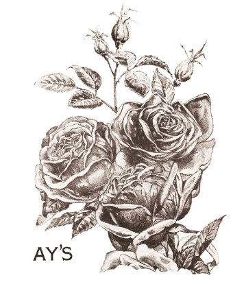 May's Roses IOD Transfer 12x16 Pad
