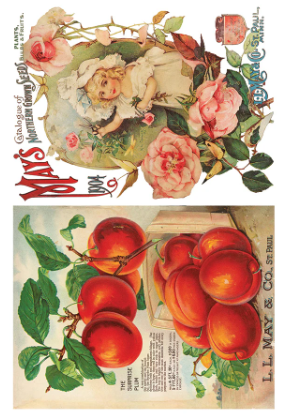 Seed Catalogue IOD Transfer 8x12 Pad