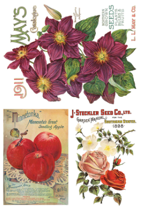 Seed Catalogue IOD Transfer 8x12 Pad