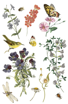 Wilde Bloemen IOD Transfer 8x12 Pad™