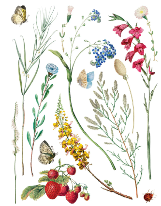 Marché des Fleurs IOD Transfer 12x16 Pad™