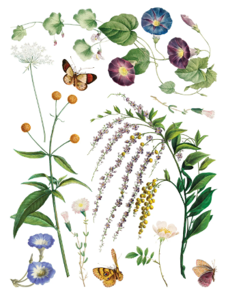 Marché des Fleurs IOD Transfer 12x16 Pad™