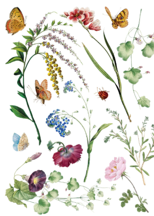 Marché des Fleurs IOD Transfer 12x16 Pad™
